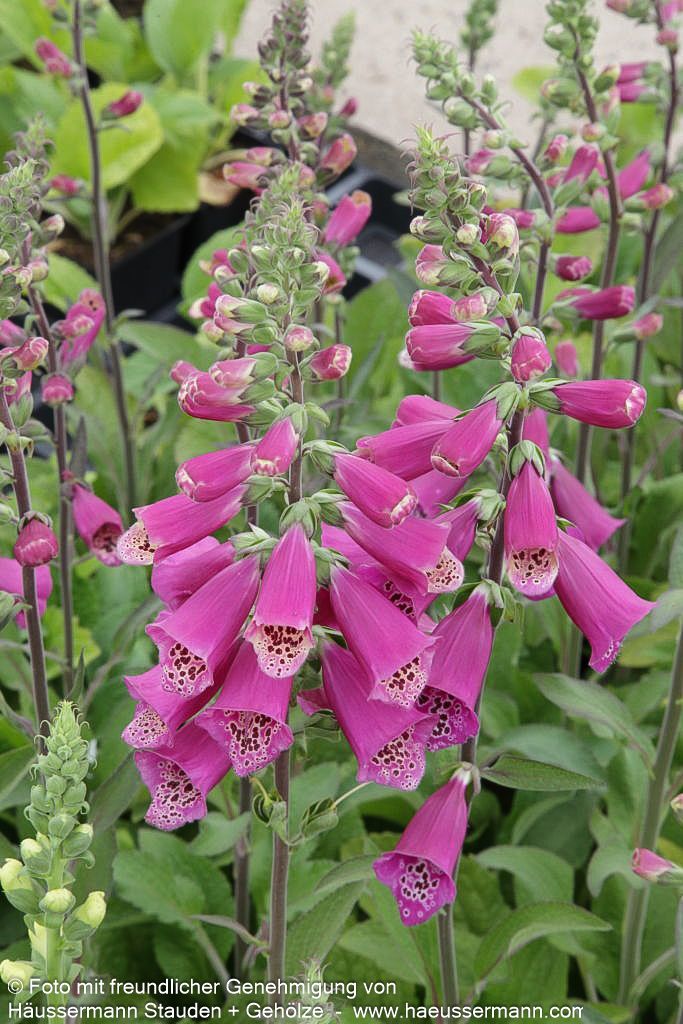 Rotblühender Fingerhut (Digitalis purpurea)