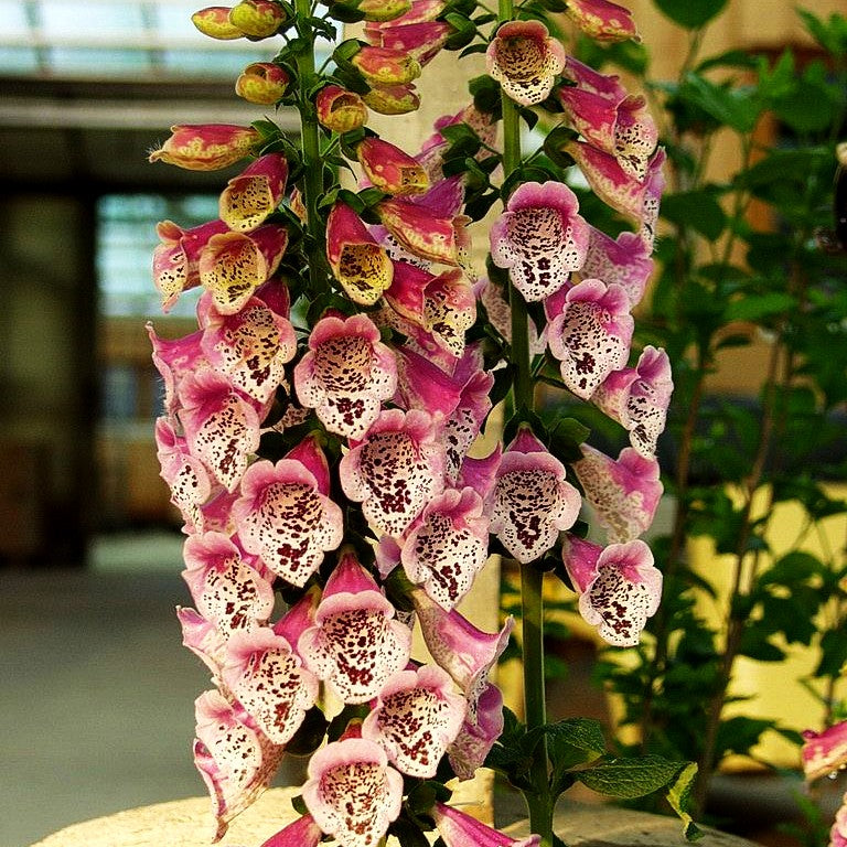 Rotblühender Fingerhut (Digitalis purpurea)