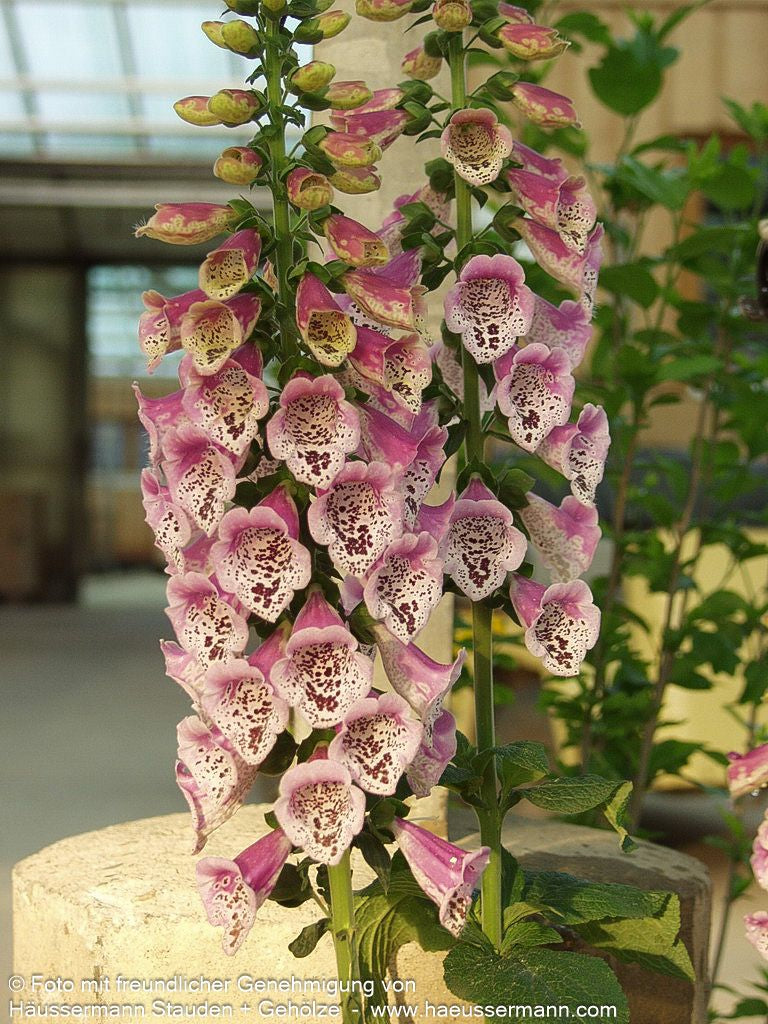 Rotblühender Fingerhut (Digitalis purpurea)