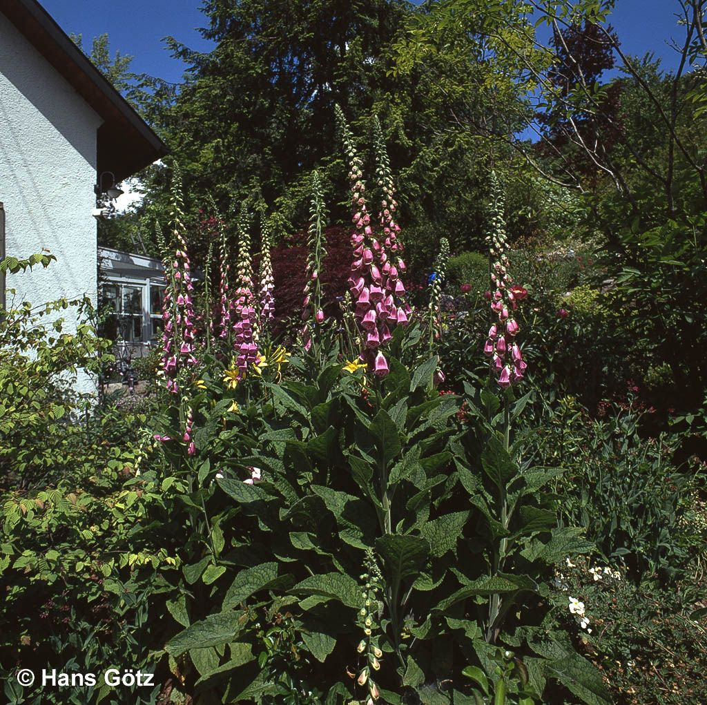 Rotblühender Fingerhut (Digitalis purpurea)