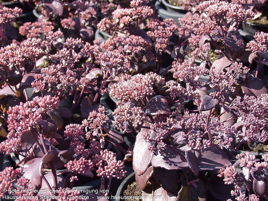 Rotbraunblättrige Fetthenne 'Black Beauty' (Sedum telephium)