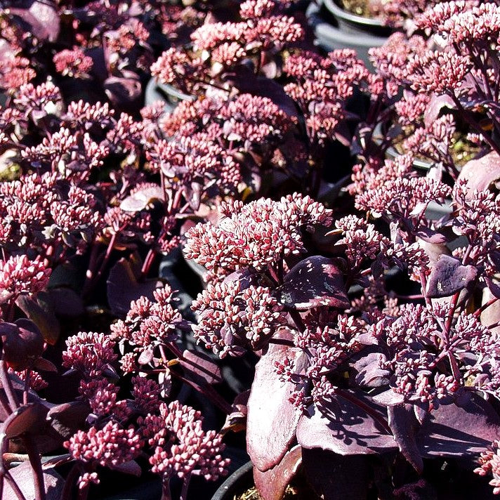 Rotbraunblättrige Fetthenne 'Black Beauty' (Sedum telephium)
