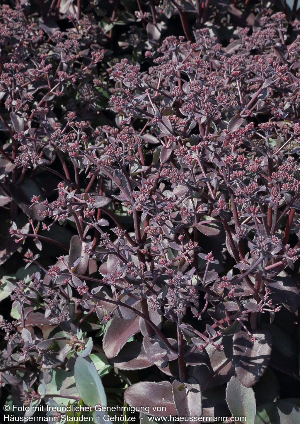 Rotbraunblättrige Fetthenne 'Xenox' (Sedum telephium)