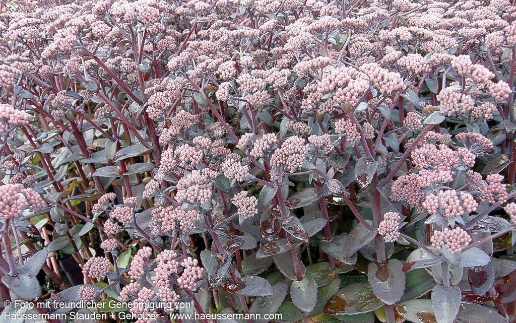 Rotbraunblättrige Fetthenne 'Xenox' (Sedum telephium)