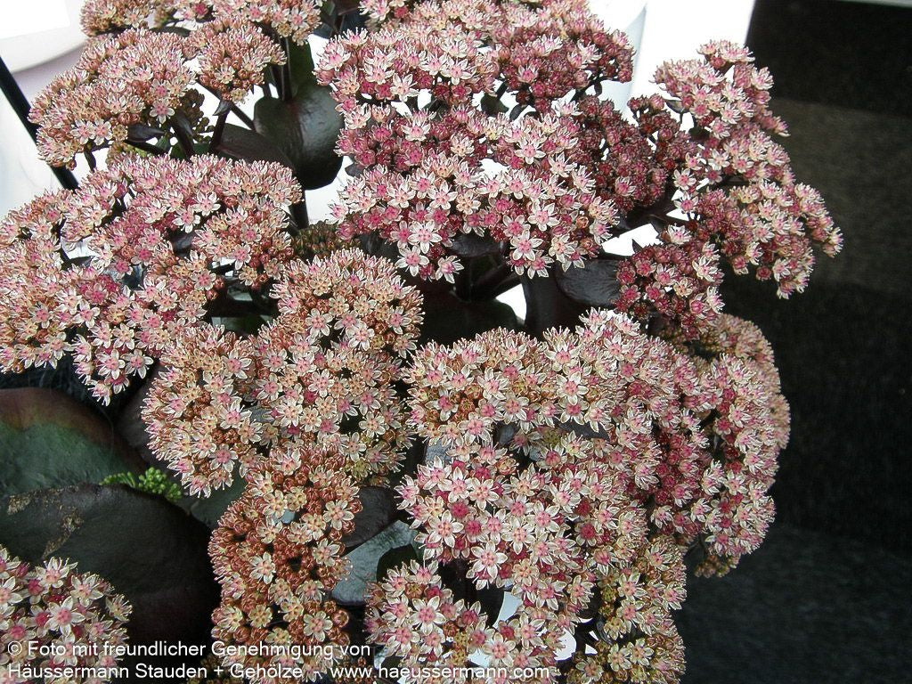 Rotbraunblättrige Fetthenne 'Xenox' (Sedum telephium)