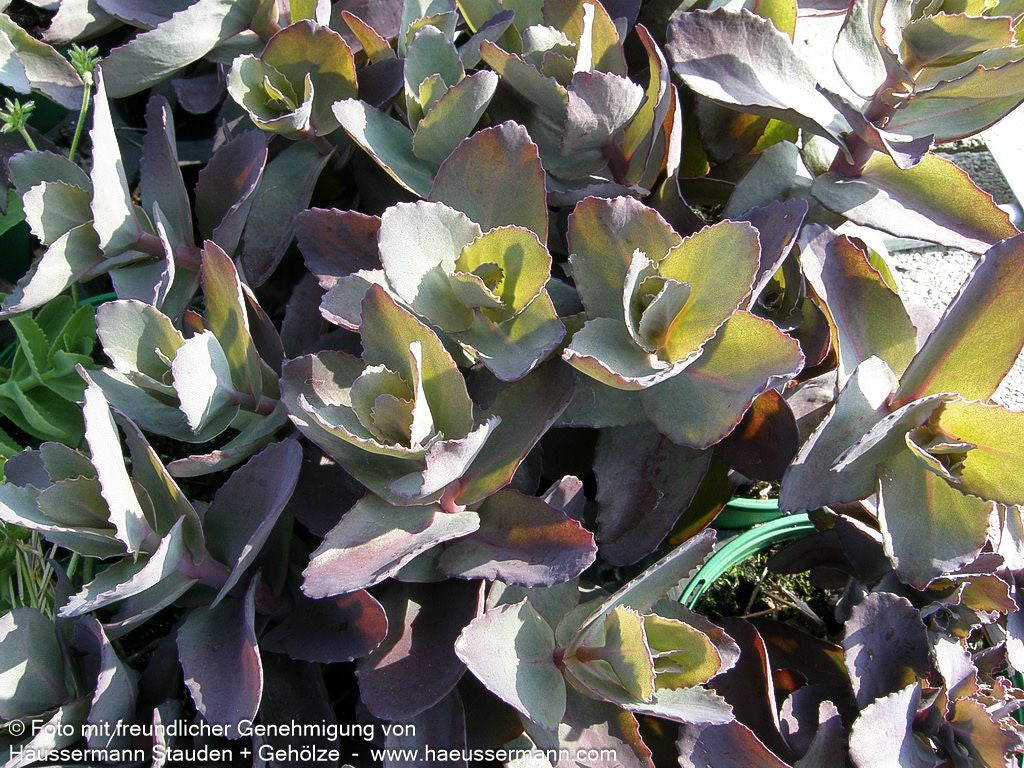Rotbraunblättrige Fetthenne 'Xenox' (Sedum telephium)