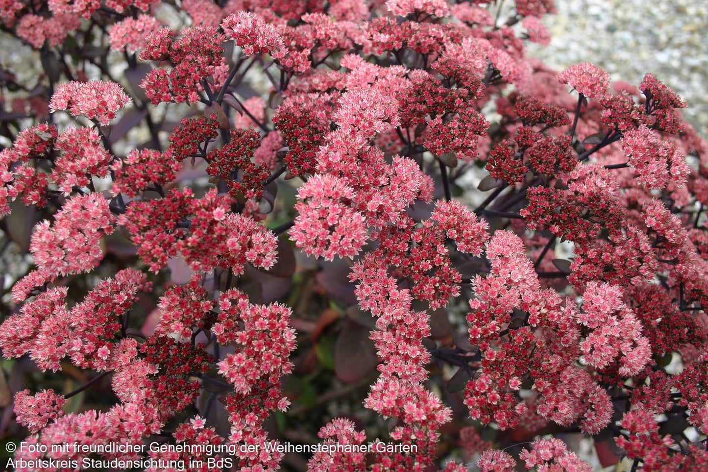 Rotbraunblättrige Fetthenne 'Xenox' (Sedum telephium)