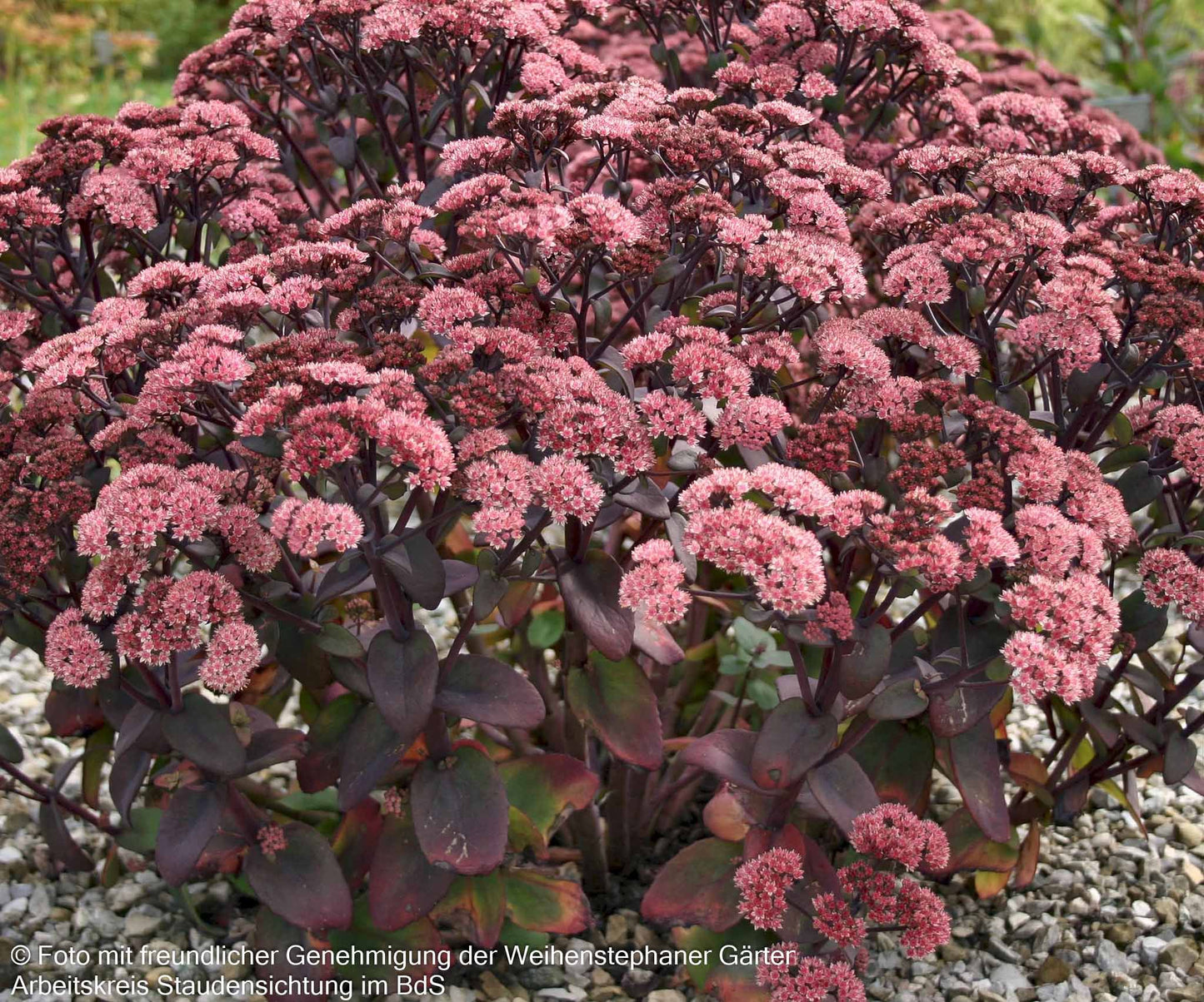 Rotbraunblättrige Fetthenne 'Xenox' (Sedum telephium)