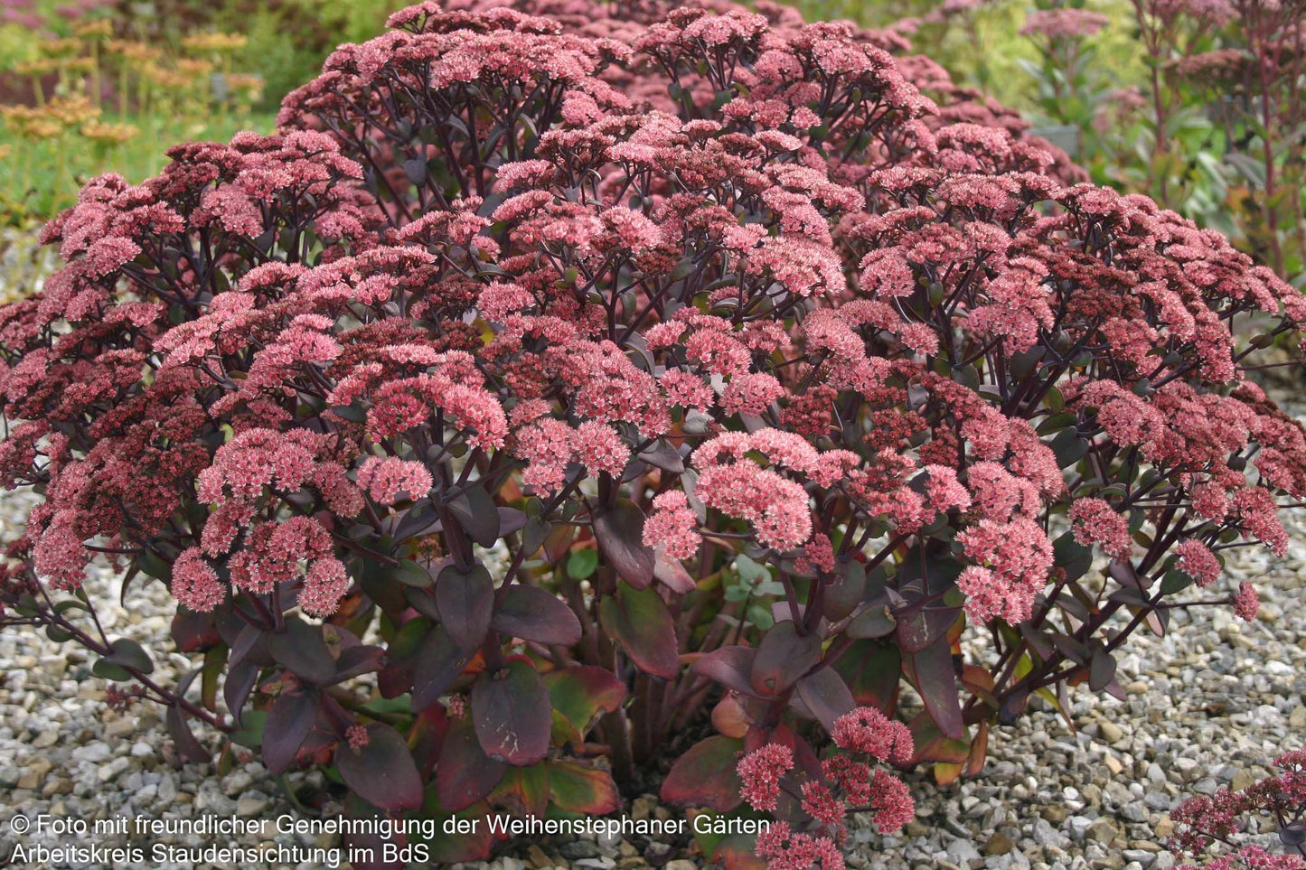 Rotbraunblättrige Fetthenne 'Xenox' (Sedum telephium)