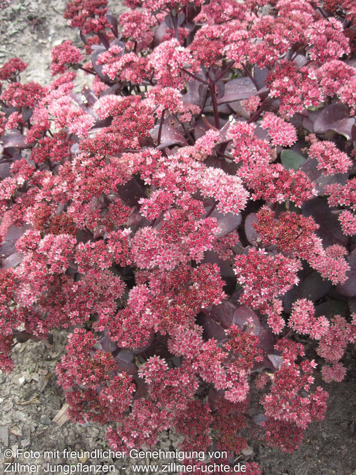 Rotbraunblättrige Fetthenne 'Xenox' (Sedum telephium)