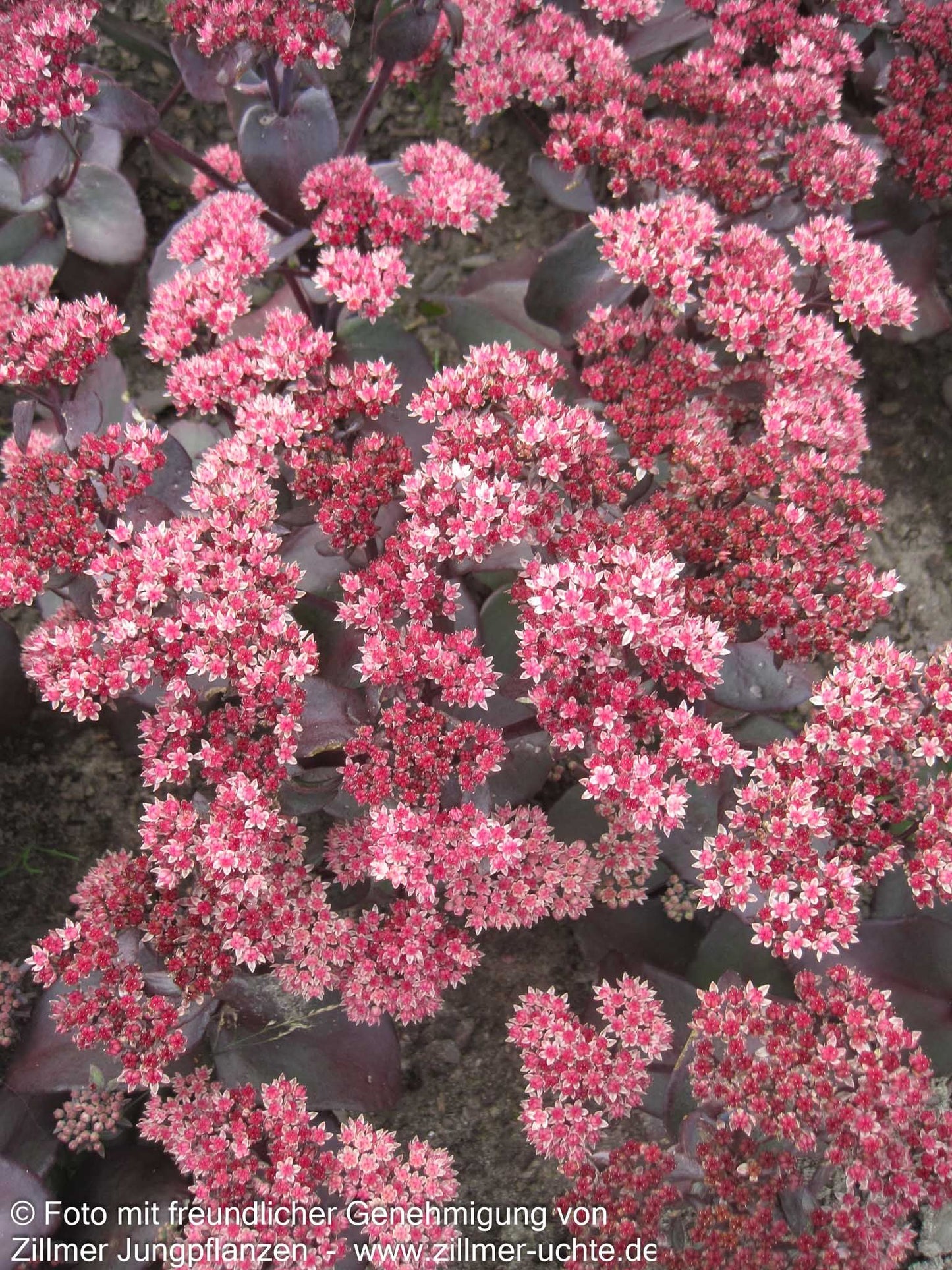 Rotbraunblättrige Fetthenne 'Xenox' (Sedum telephium)