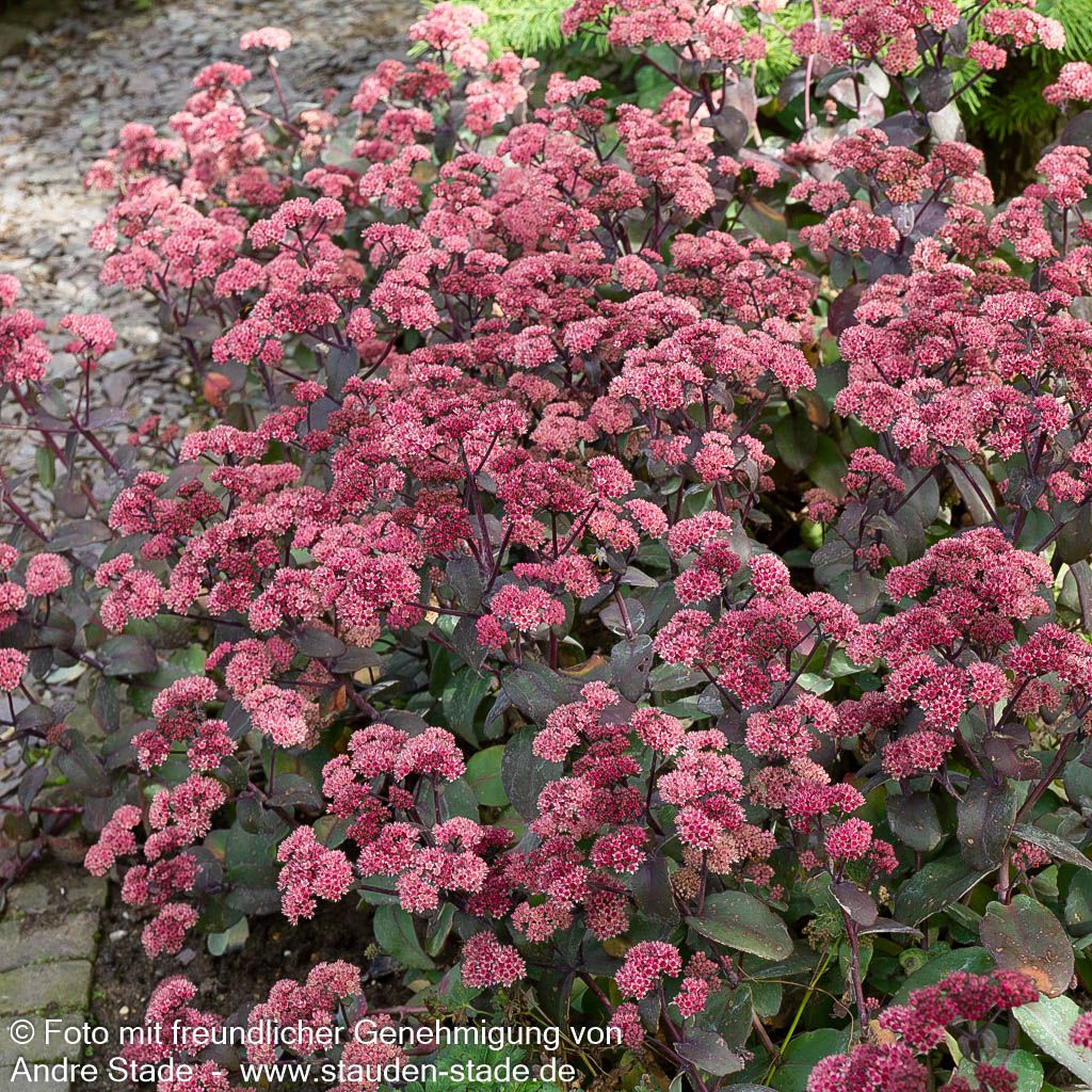 Rotbraunblättrige Fetthenne 'Xenox' (Sedum telephium)