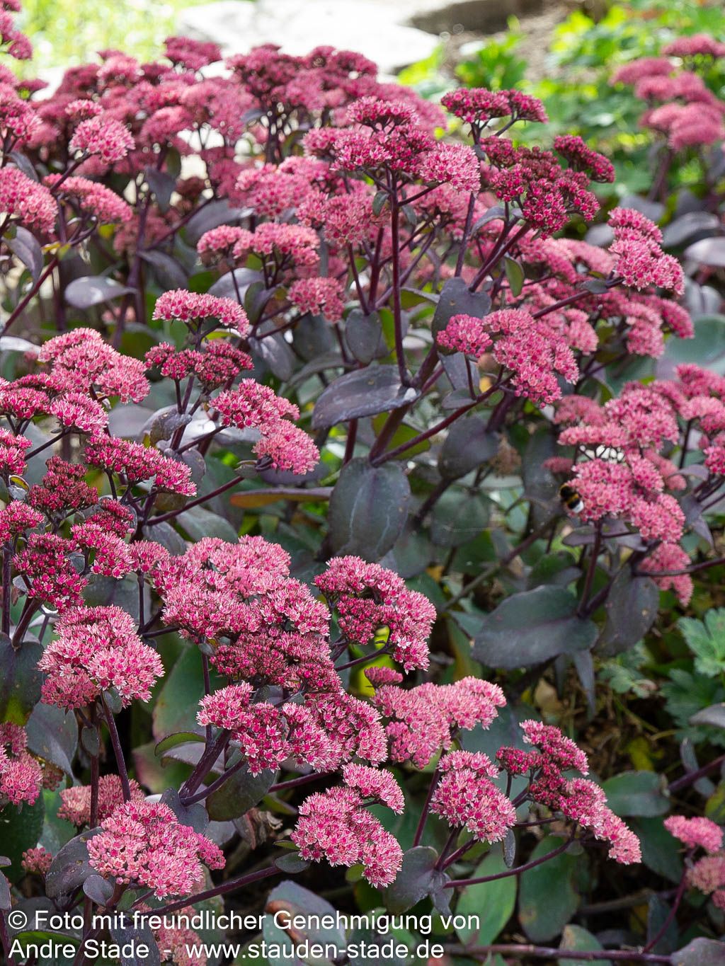 Rotbraunblättrige Fetthenne 'Xenox' (Sedum telephium)