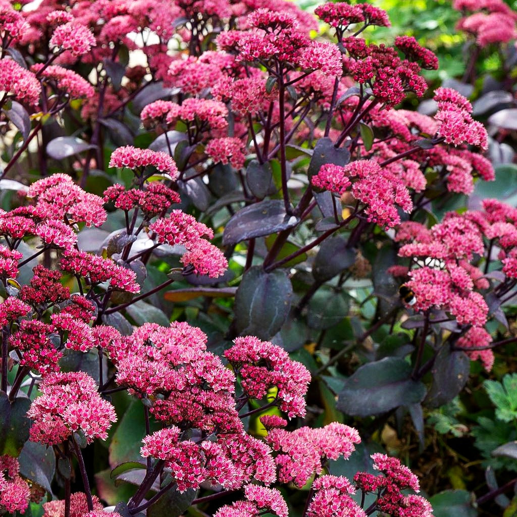 Rotbraunblättrige Fetthenne 'Xenox' (Sedum telephium)