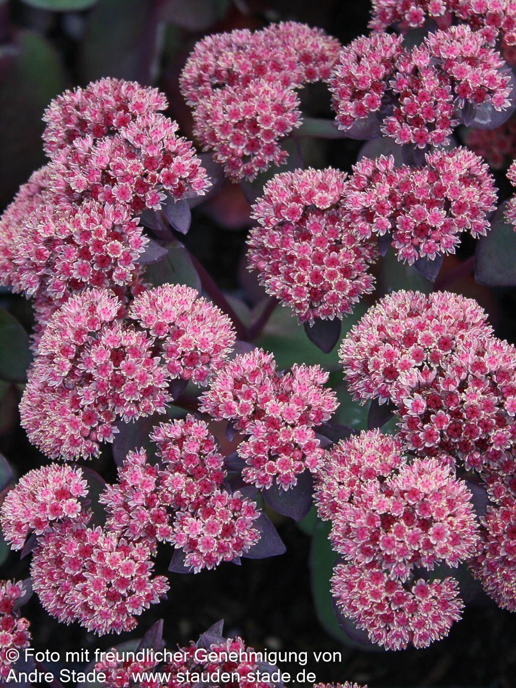 Rotbraunblättrige Fetthenne 'Xenox' (Sedum telephium)