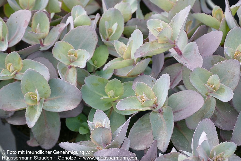 Rotbraunblättrige Fetthenne 'Xenox' (Sedum telephium)