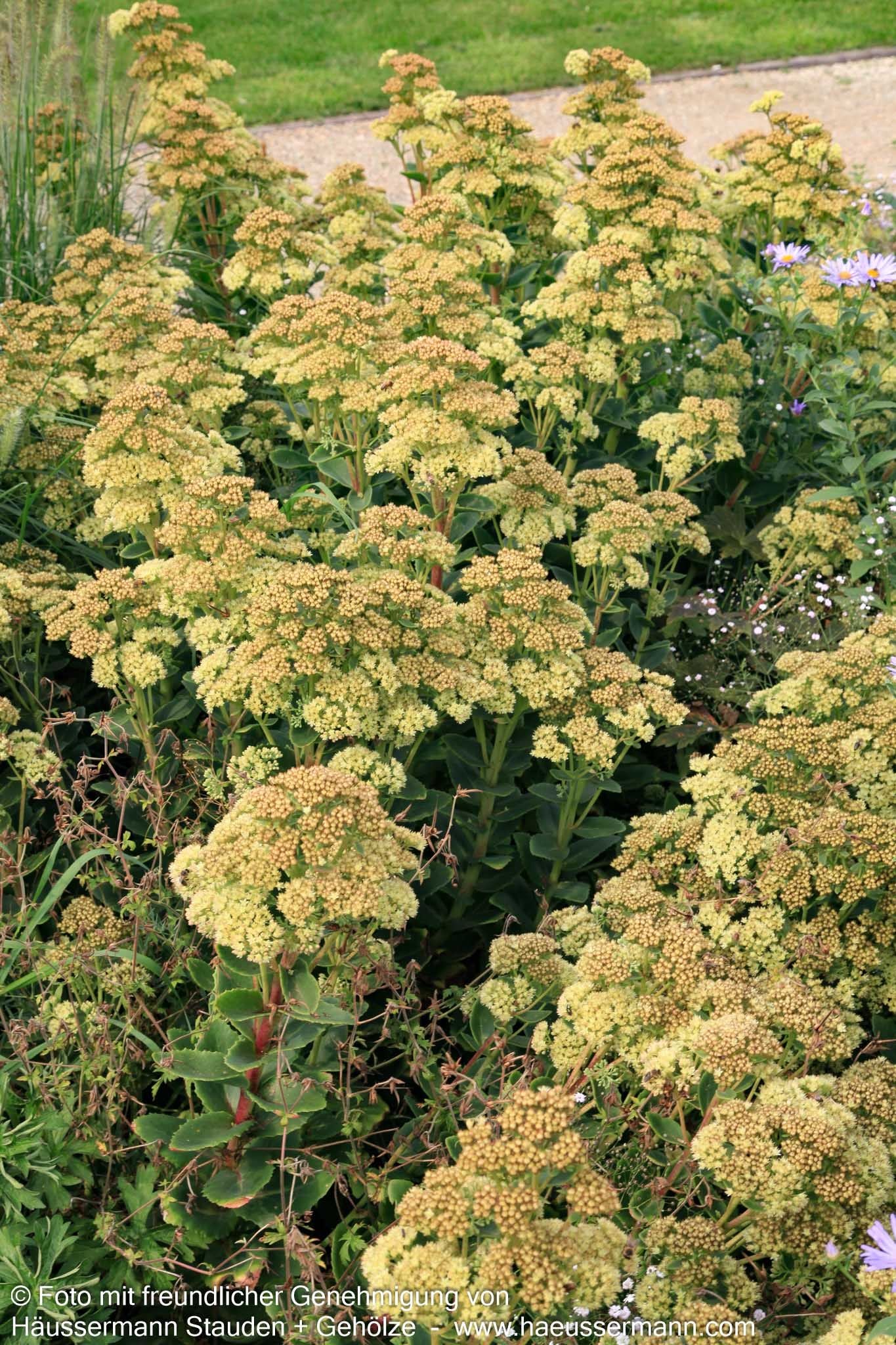 Rotbraunblättrige Fetthenne 'Xenox' (Sedum telephium)