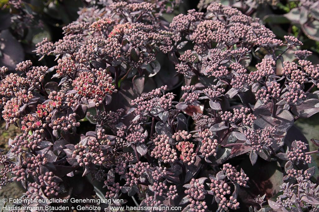 Rotbraunblättrige Fetthenne 'Xenox' (Sedum telephium)