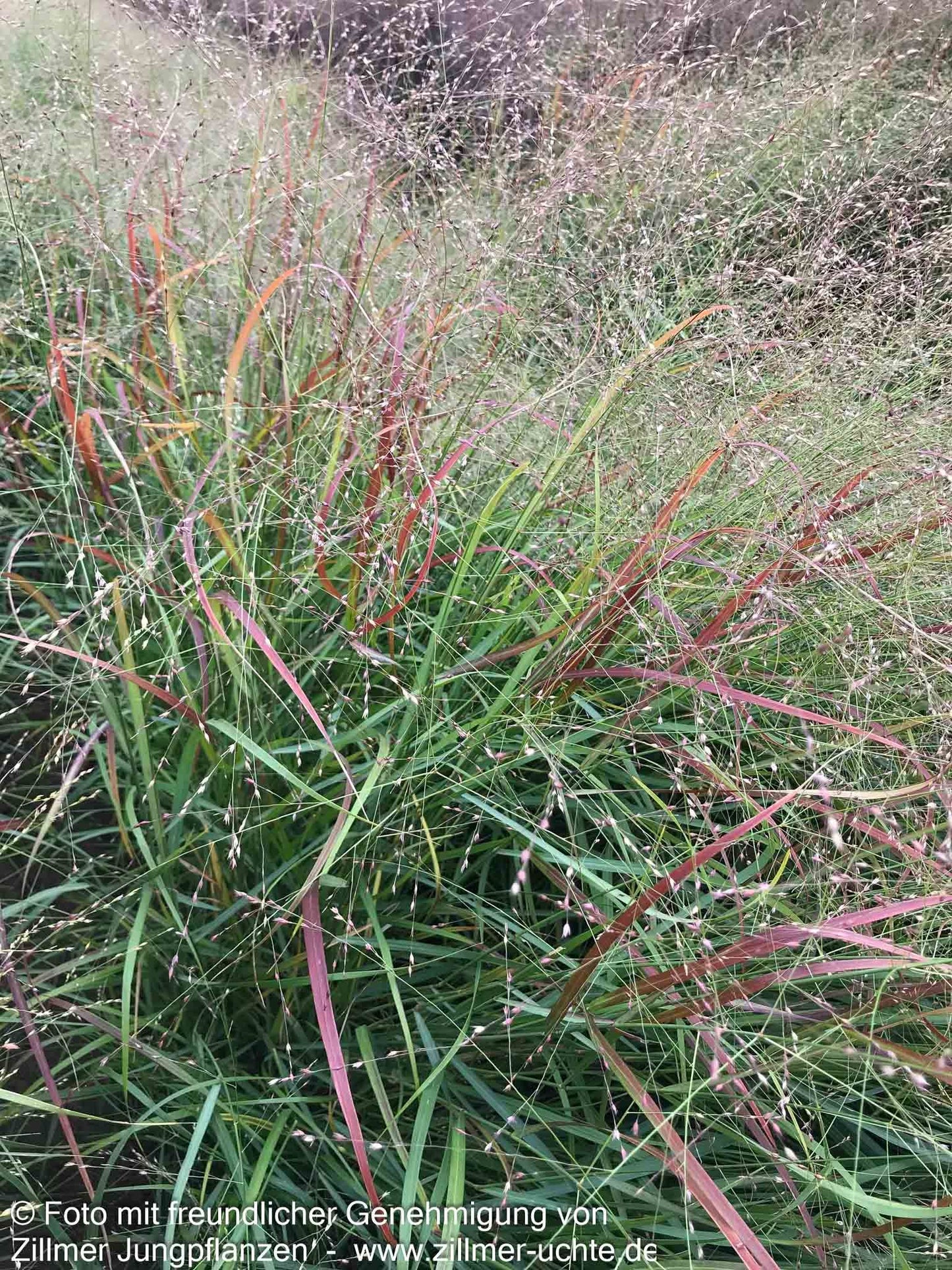 Rotbraune Ruten-Hirse 'Hänse Herms' (Panicum virgatum)