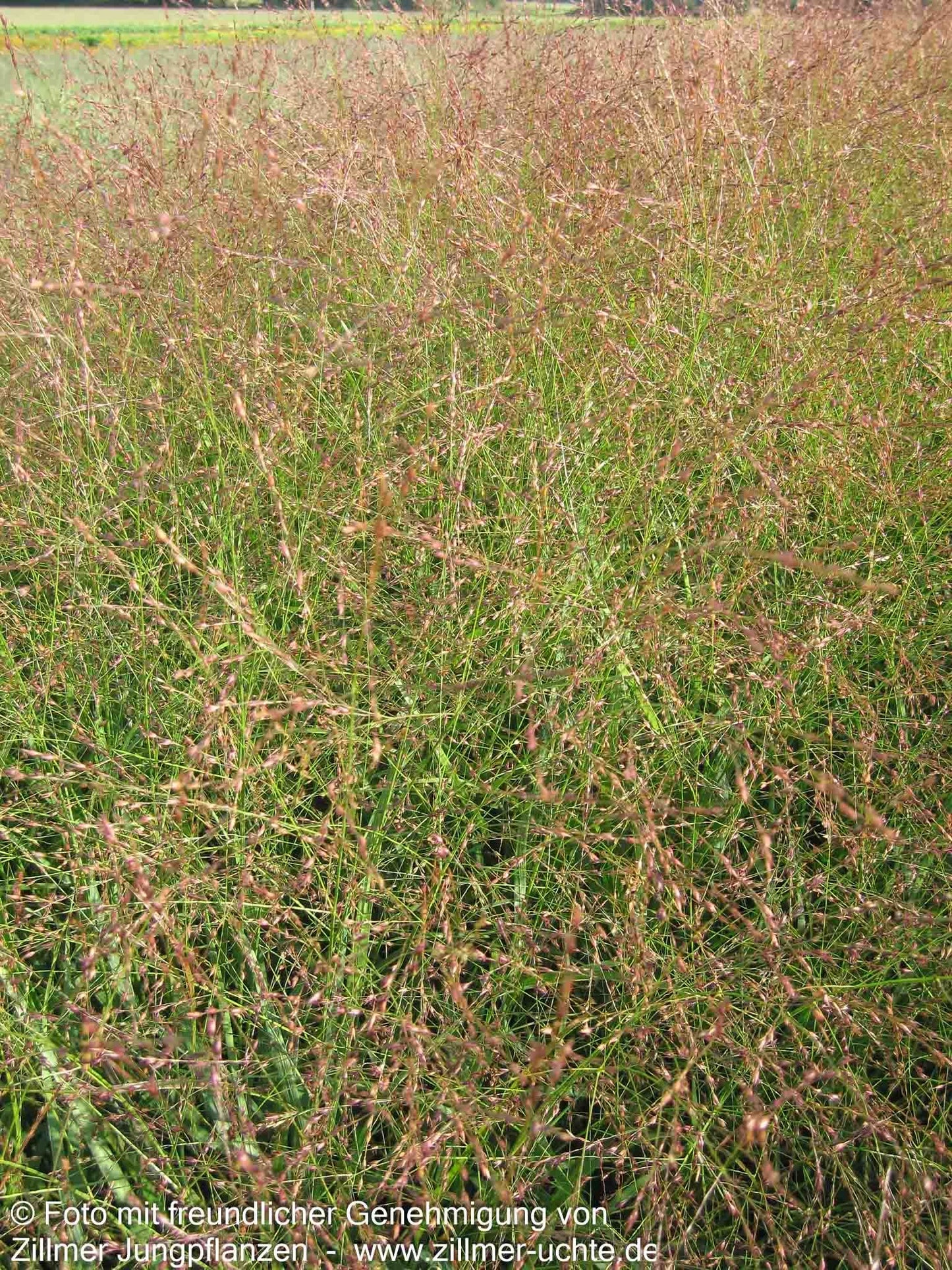 Rotbraune Ruten-Hirse 'Hänse Herms' (Panicum virgatum)