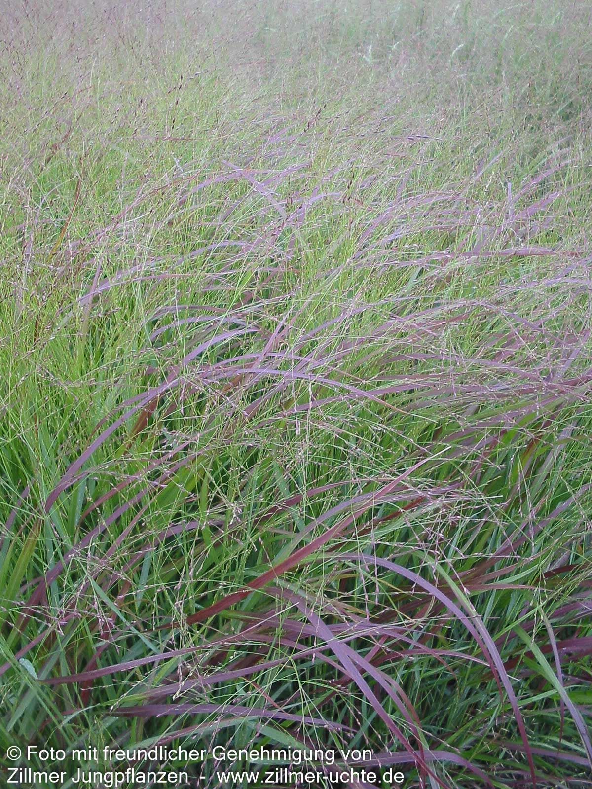 Rotbraune Ruten-Hirse 'Hänse Herms' (Panicum virgatum)