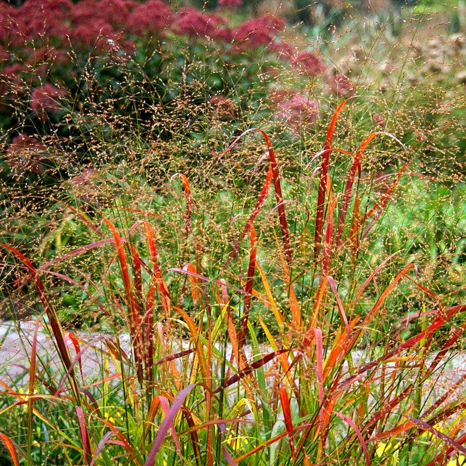 Rotbraune Ruten-Hirse 'Rehbraun' (Panicum virgatum)