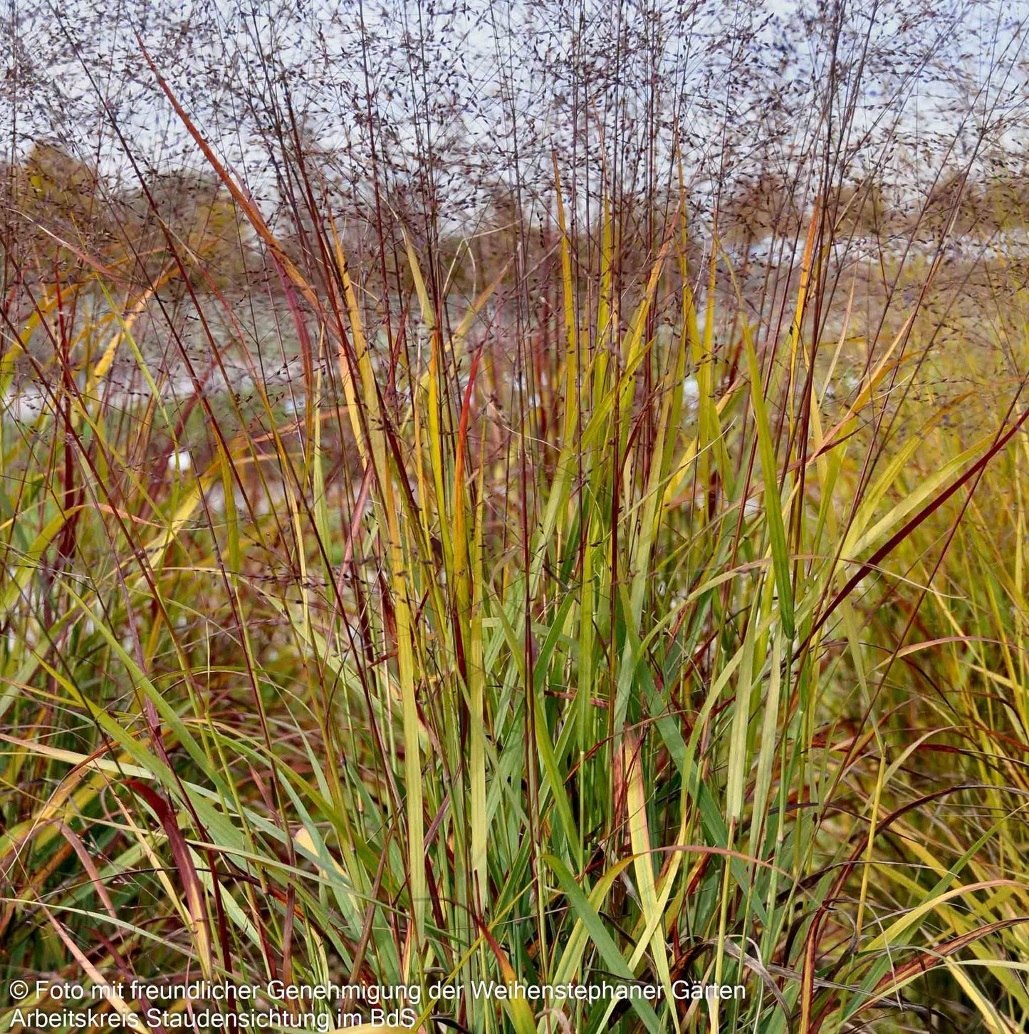 Rotbraune Ruten-Hirse 'Rotstrahlbusch' (Panicum virgatum)