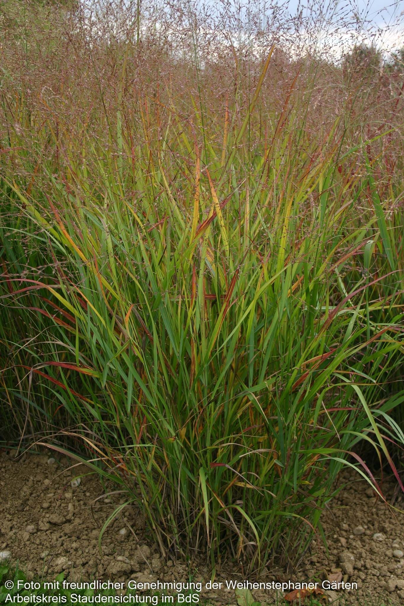 Rotbraune Ruten-Hirse 'Rotstrahlbusch' (Panicum virgatum)