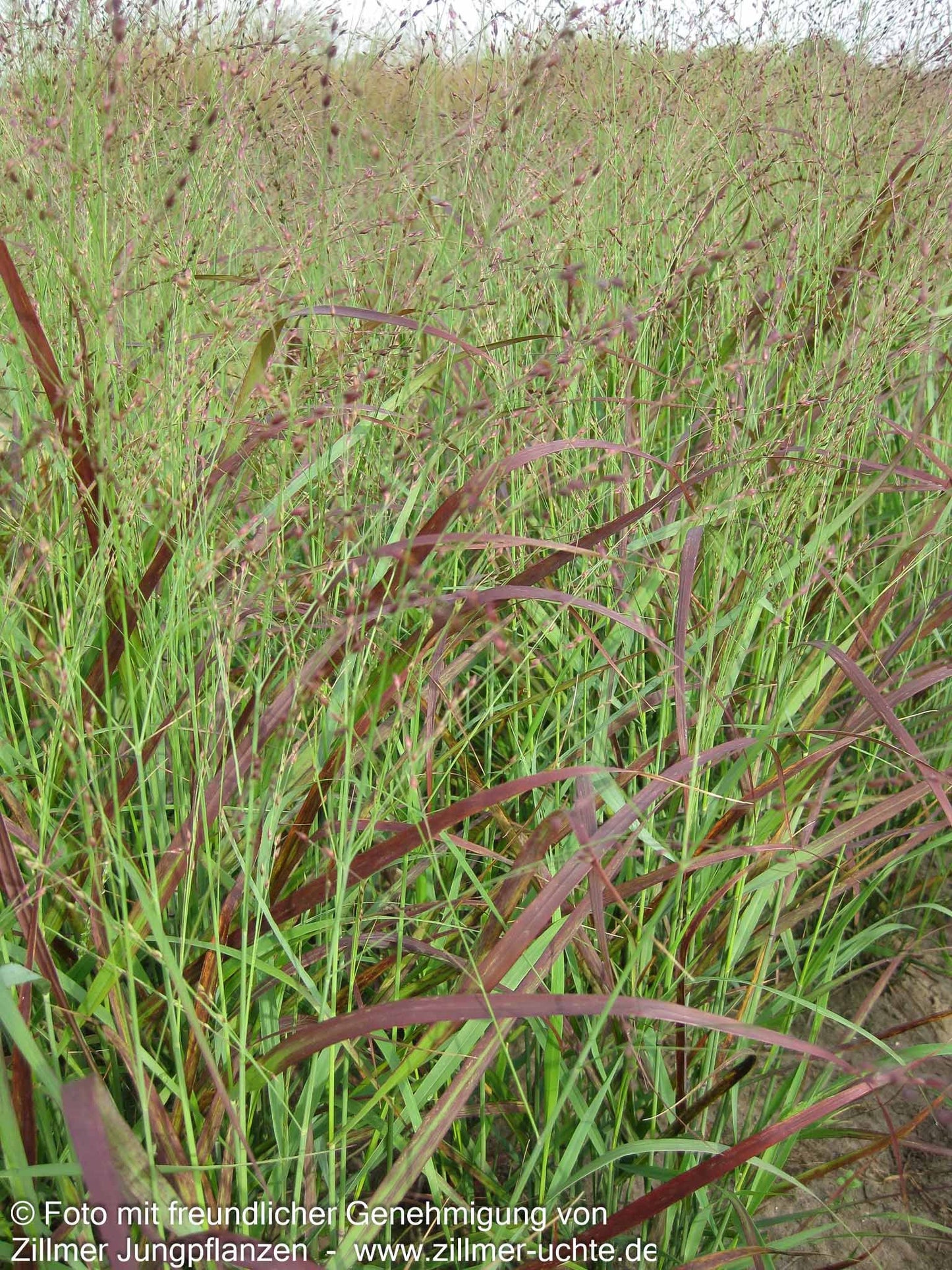 Rotbraune Ruten-Hirse 'Rotstrahlbusch' (Panicum virgatum)