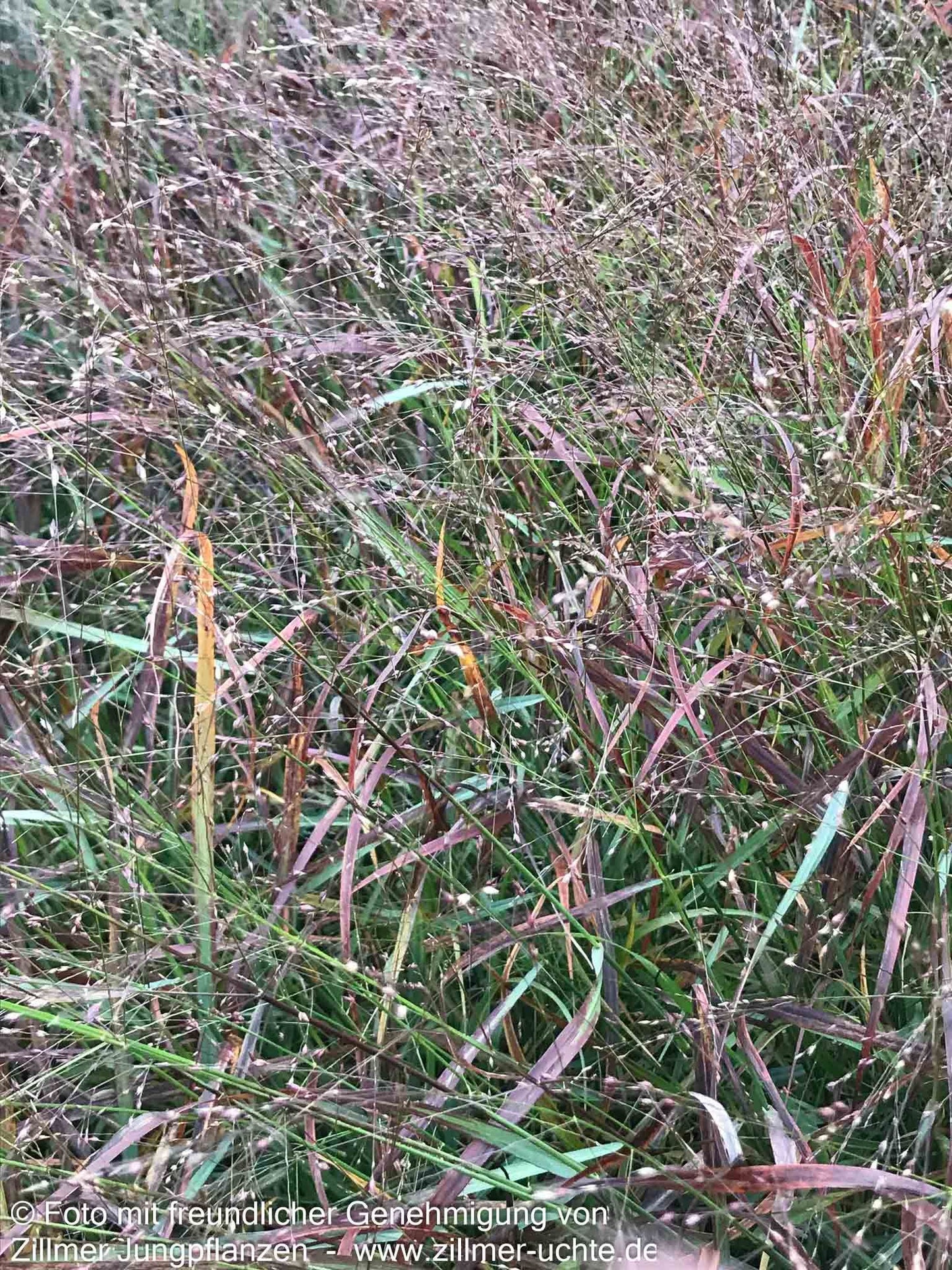 Rotbraune Ruten-Hirse 'Rotstrahlbusch' (Panicum virgatum)