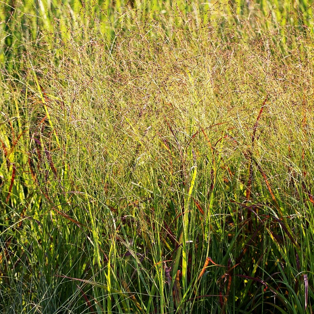 Rotbraune Ruten-Hirse 'Rotstrahlbusch' (Panicum virgatum)