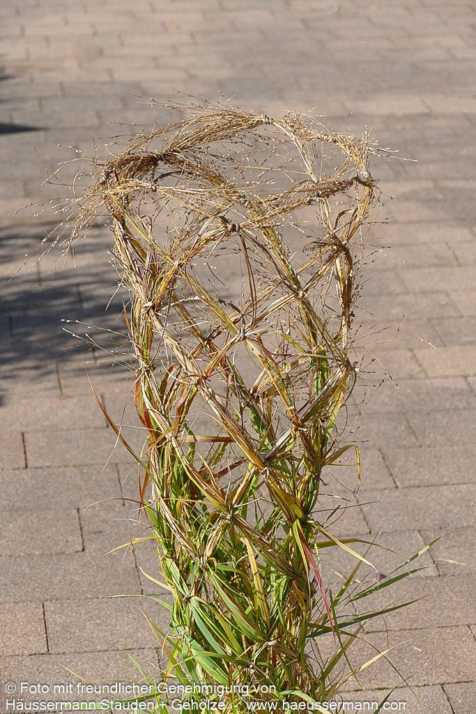Rotbraune Ruten-Hirse 'Rotstrahlbusch' (Panicum virgatum)