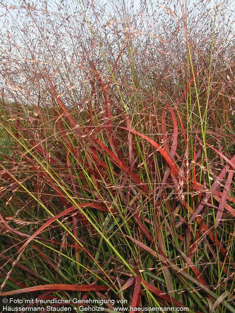 Rotbraune Ruten-Hirse 'Rotstrahlbusch' (Panicum virgatum)