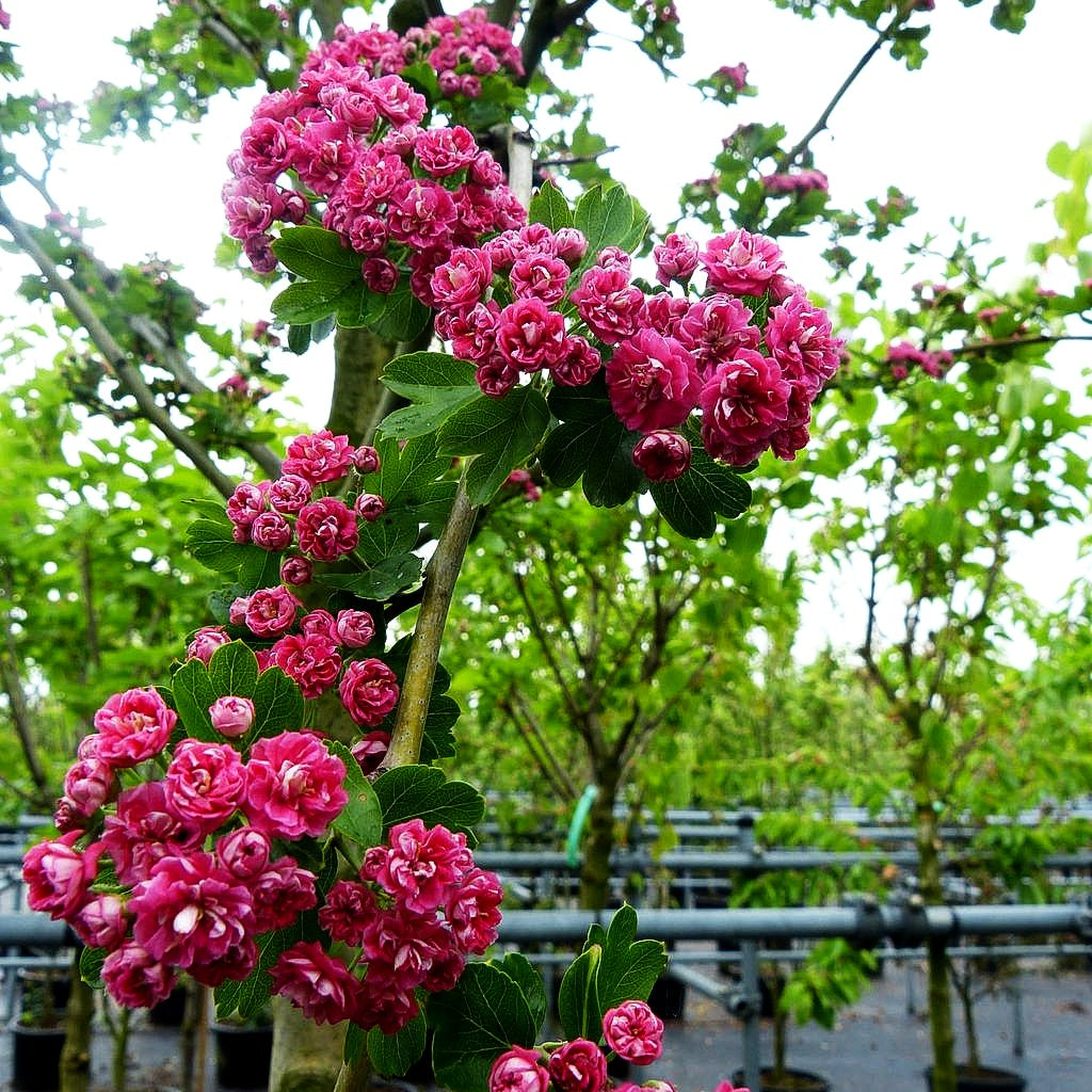 Rotdorn 'Paul's Scarlet' (Crataegus laevigata)