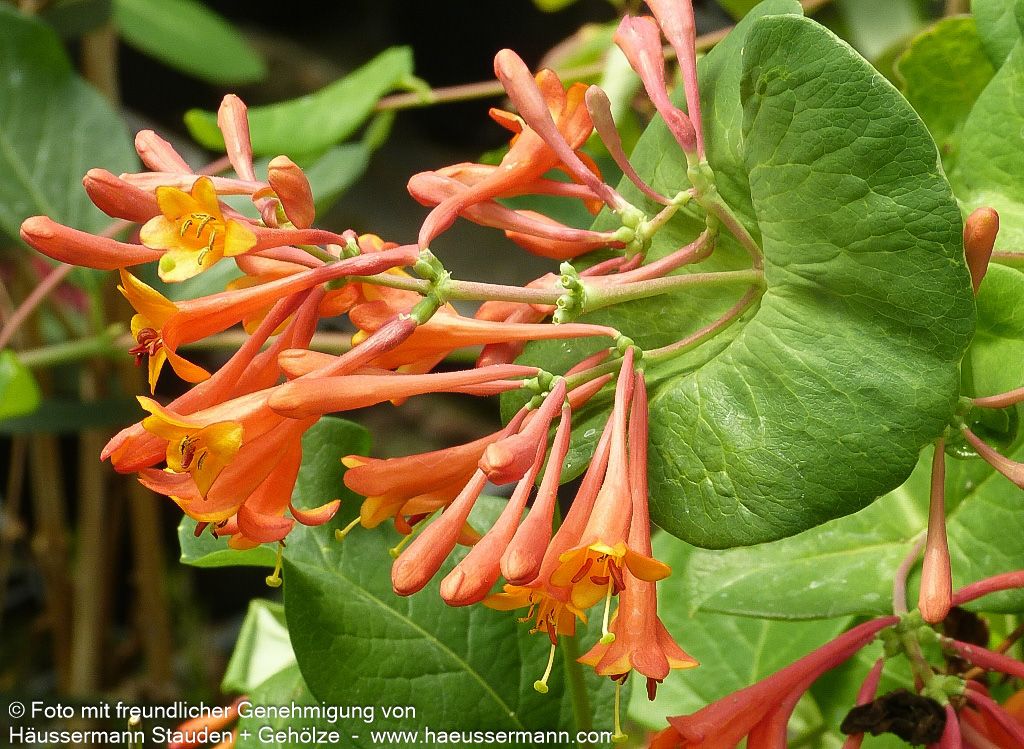 Rote Geißschlinge 'Dropmore Scarlet' (Lonicera x brownii)