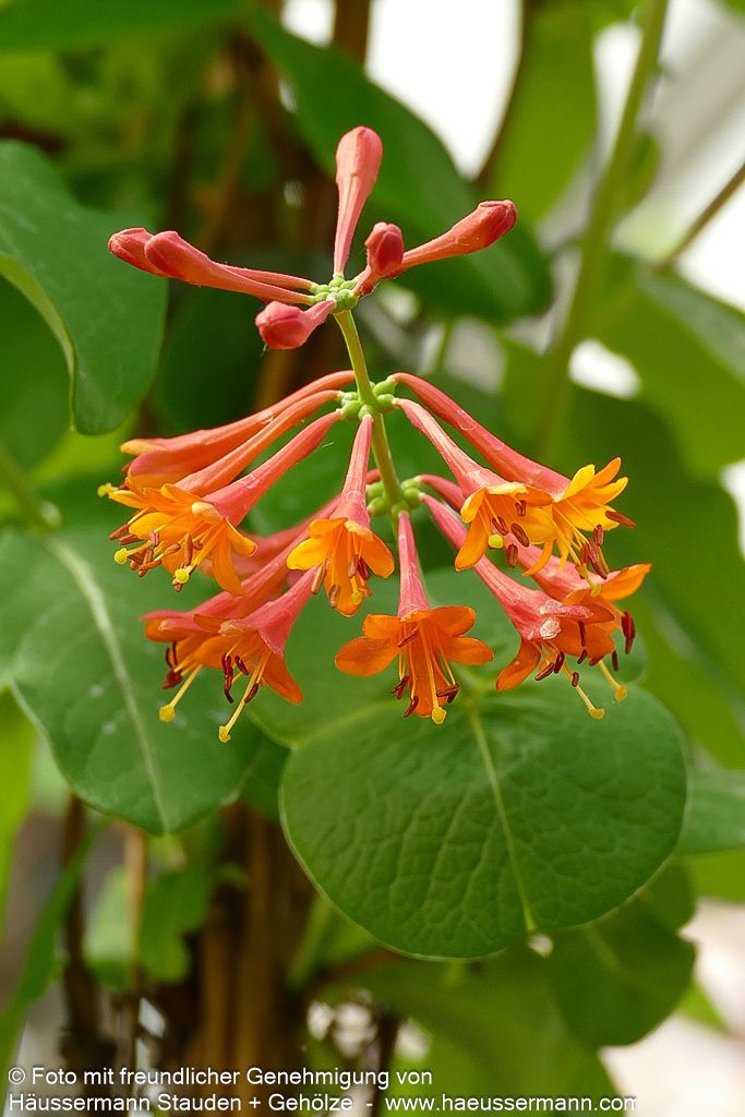Rote Geißschlinge 'Dropmore Scarlet' (Lonicera x brownii)