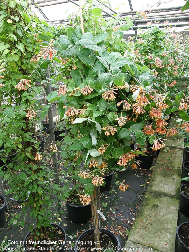 Rote Geißschlinge 'Dropmore Scarlet' (Lonicera x brownii)