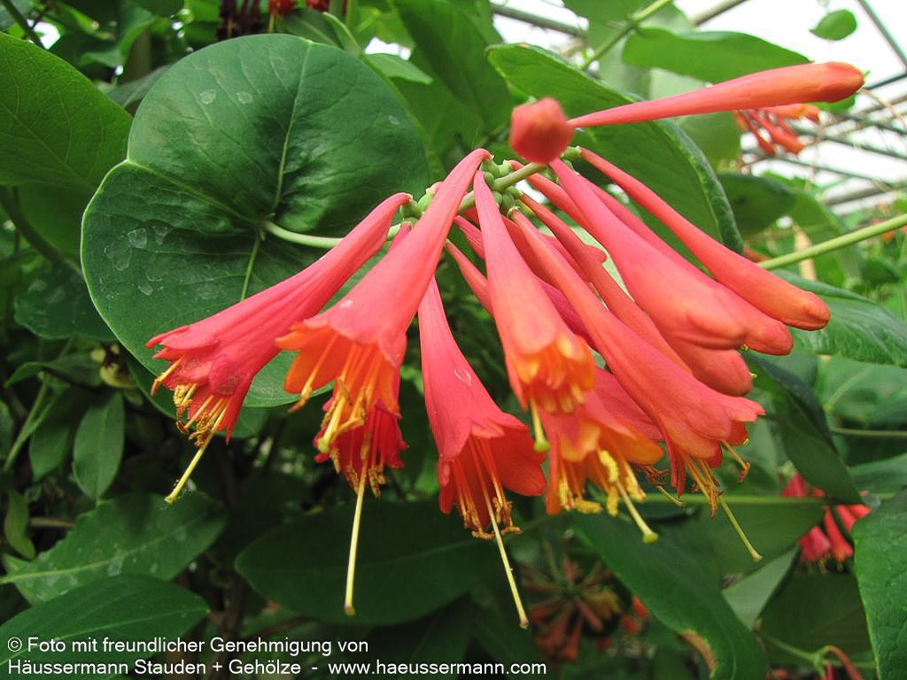 Rote Geißschlinge 'Dropmore Scarlet' (Lonicera x brownii)