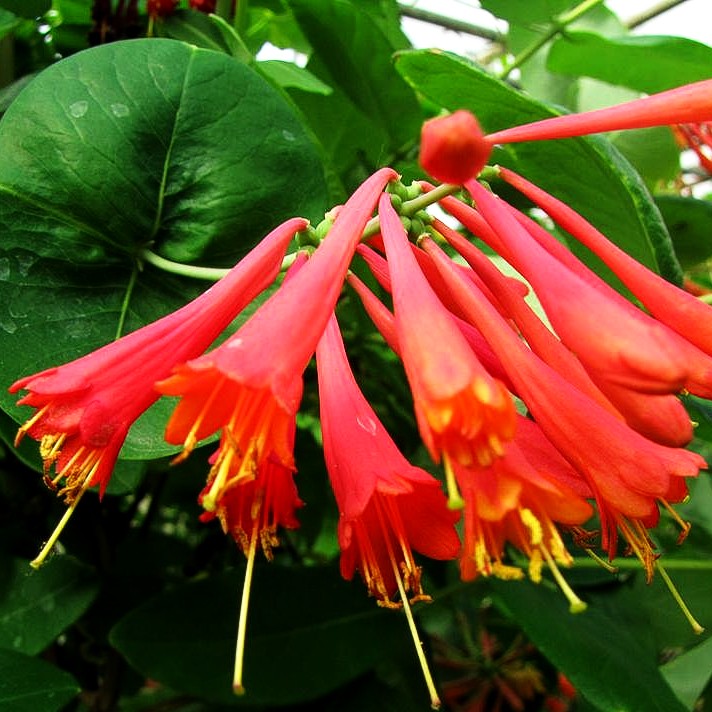 Rote Geißschlinge 'Dropmore Scarlet' (Lonicera x brownii)
