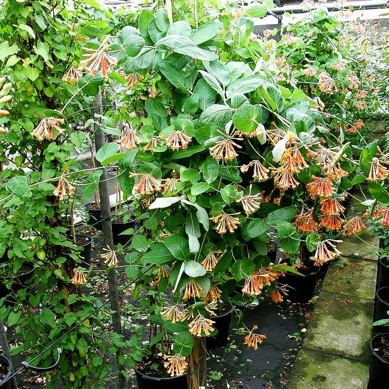 Rote Geißschlinge 'Dropmore Scarlet' (Lonicera x brownii)