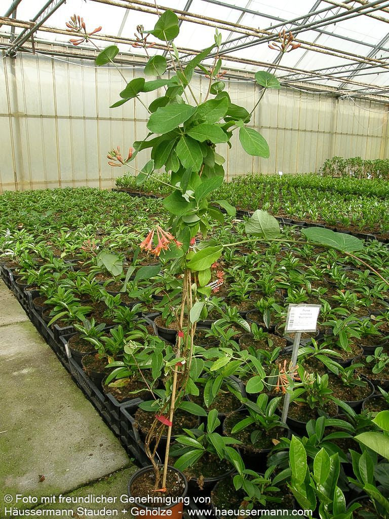 Rote Geißschlinge 'Dropmore Scarlet' (Lonicera x brownii)
