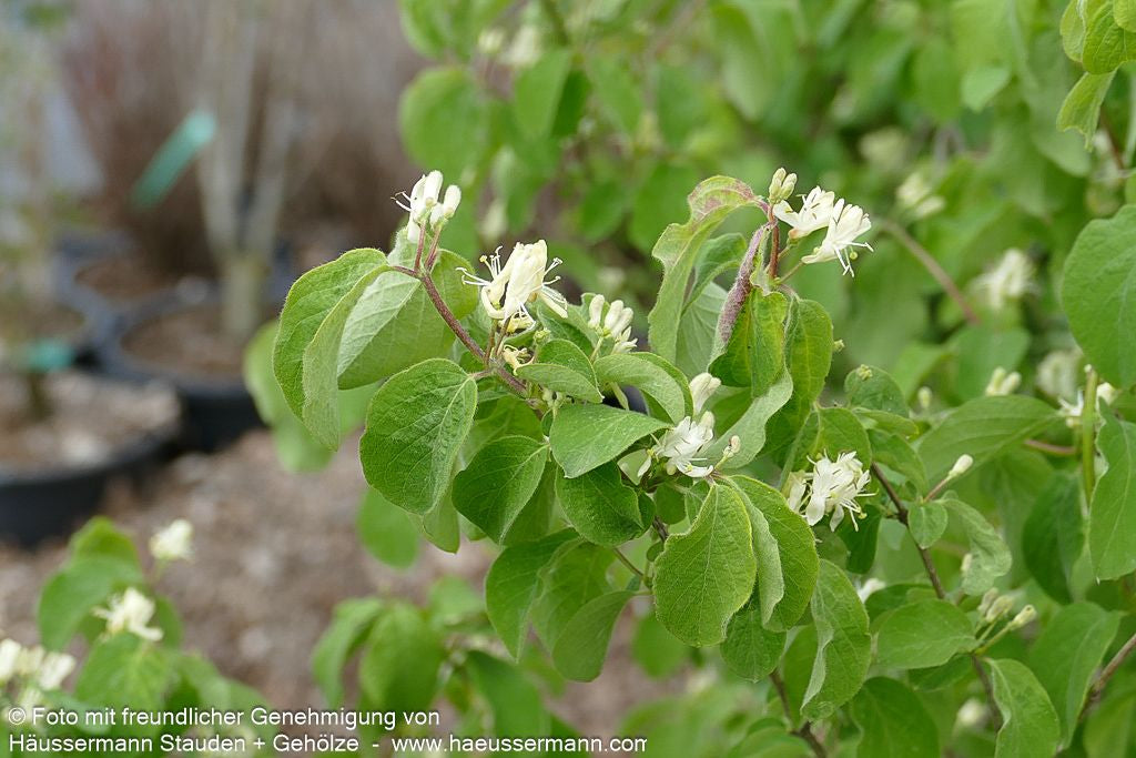 Rote Heckenkirsche (Lonicera xylosteum)