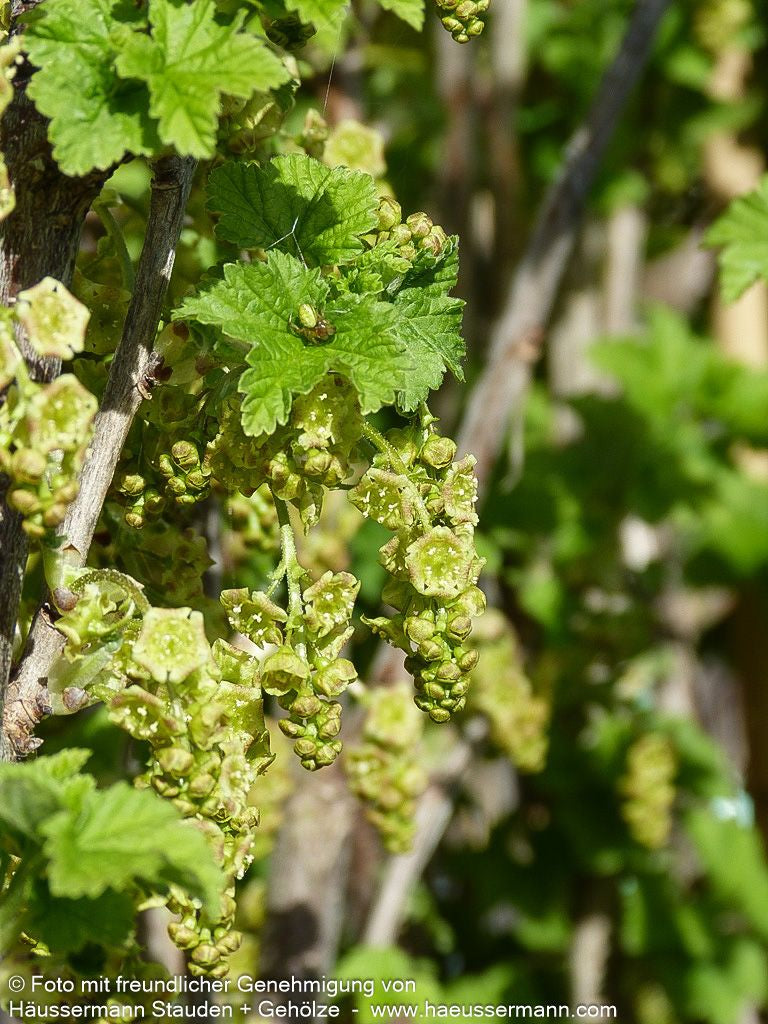 Rote Johannisbeere 'Jonkheer van Tets' (Ribes rubrum  I)