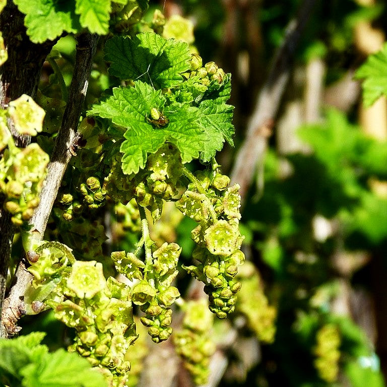 Rote Johannisbeere 'Jonkheer van Tets' (Ribes rubrum I)