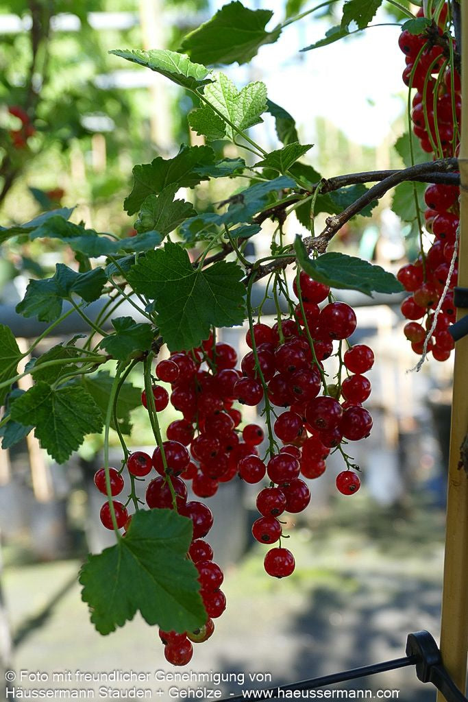 Rote Johannisbeere 'Rolan' (Ribes rubrum  II)