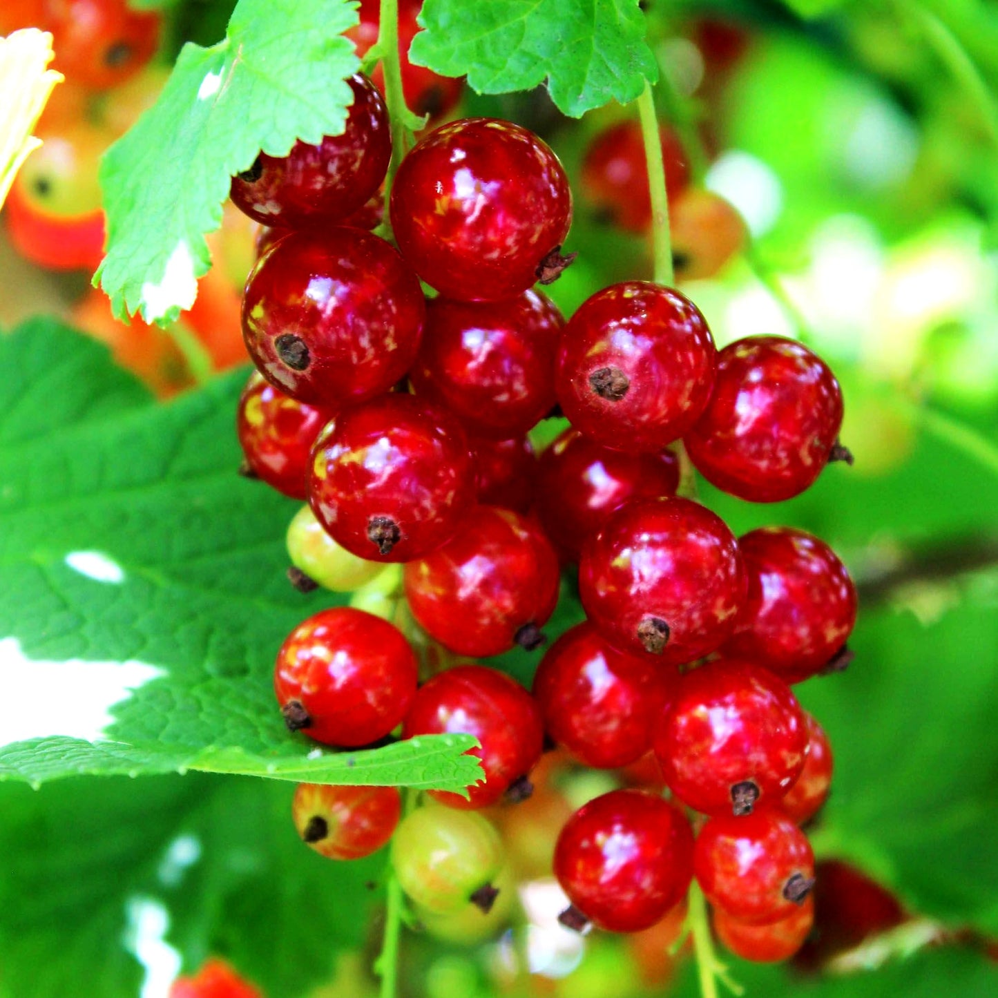 Rote Johannisbeere 'Rosetta' (Ribes rubrum I)