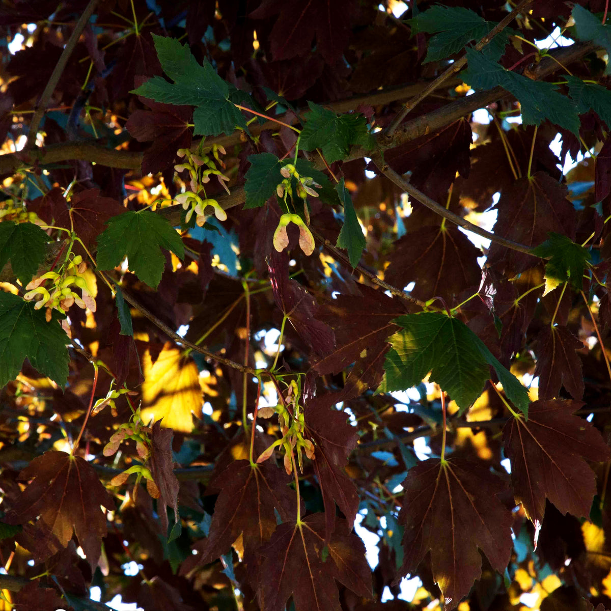 Roter Berg-Ahorn 'Atropurpureum' (Acer pseudoplatanus)