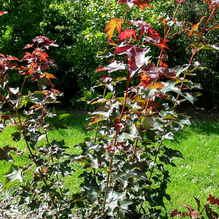 Roter Kolchischer Ahorn 'Rubrum' (Acer cappadocicum)