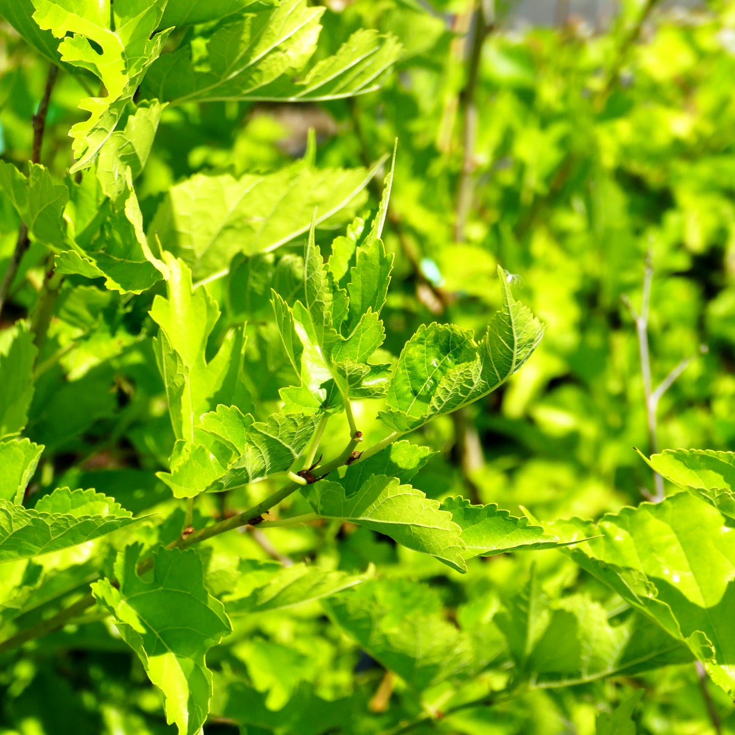 Roter Maulbeerbaum (Morus rubra)