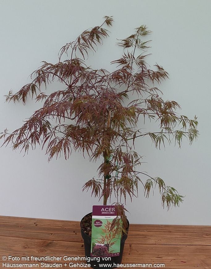 Roter Schlitz-Ahorn 'Dissectum Garnet' (Acer palmatum)